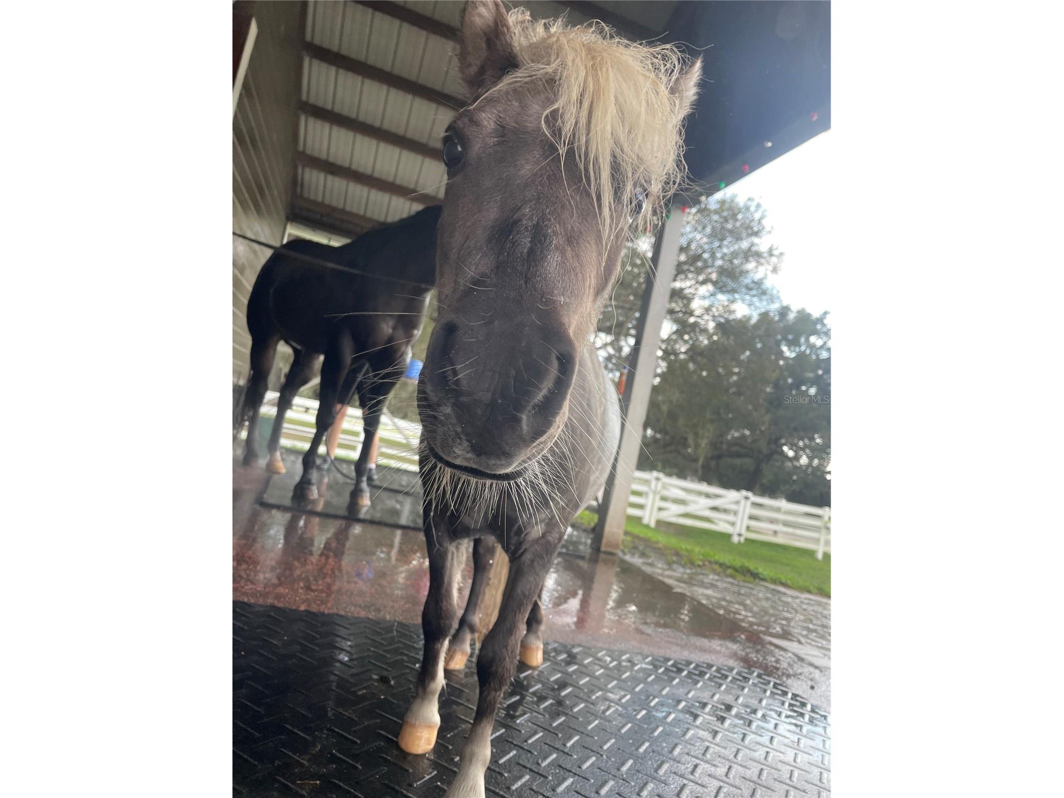 209 Kentucky Blue Circle Apopka FL 32712 O6358949 image81