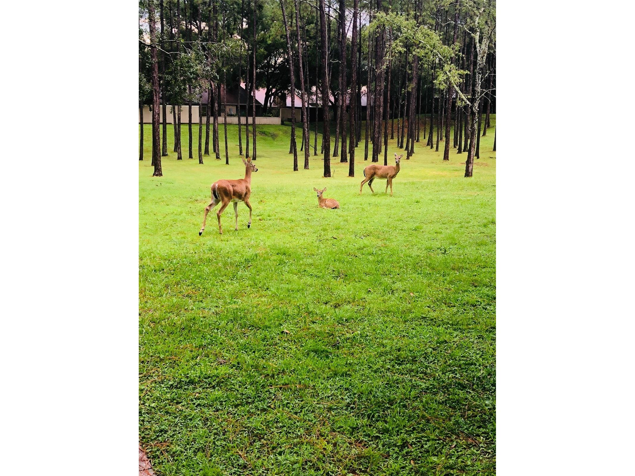 209 Sweet Gum Way Longwood FL 32779 - THE SPRINGS/ LITTLE WEKIVA O6377967 image88