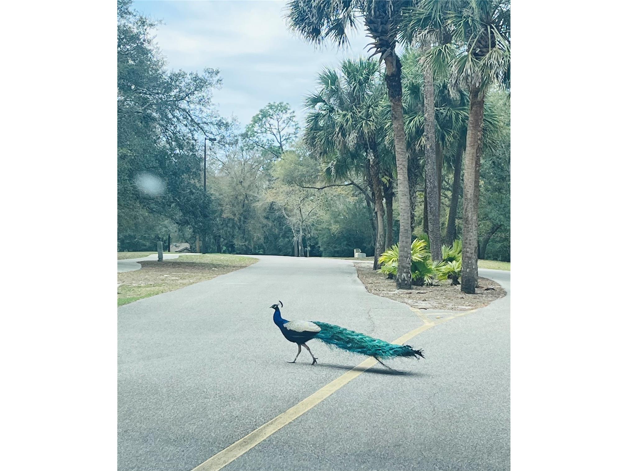 209 Sweet Gum Way Longwood FL 32779 - THE SPRINGS/ LITTLE WEKIVA O6377967 image89