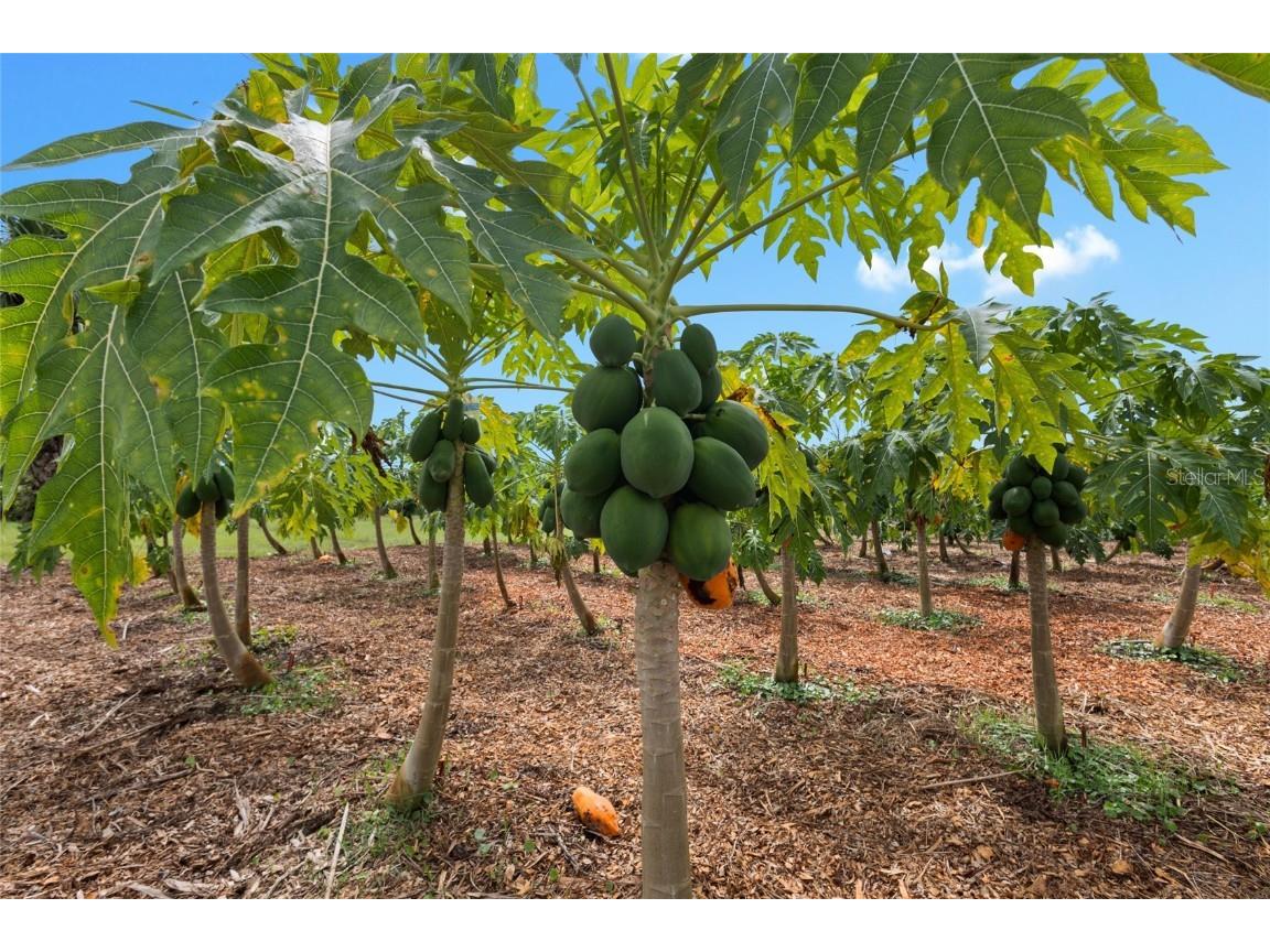 20914 NW 280th Street Okeechobee FL 34972 OK225543 image31