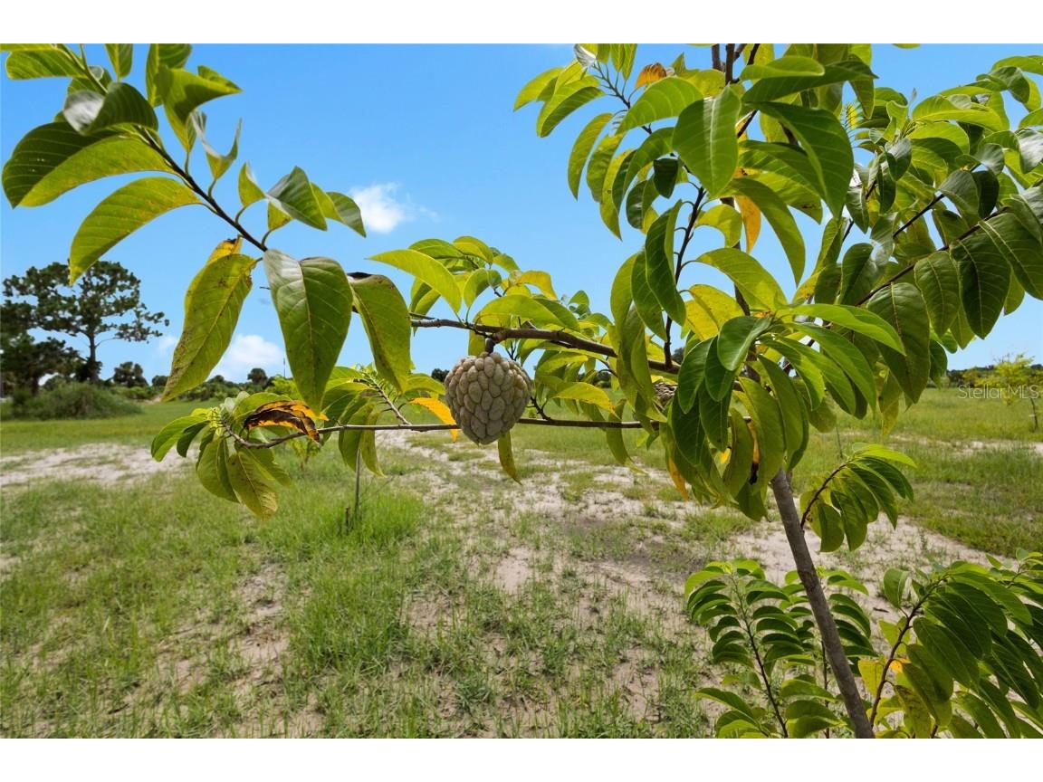 20914 NW 280th Street Okeechobee FL 34972 OK225543 image40