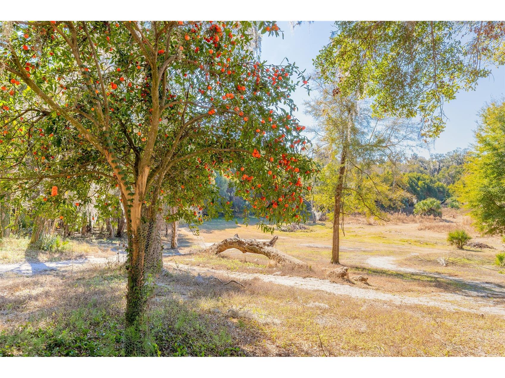 2095 Stone Road Deland FL 32720 V4947257 image11
