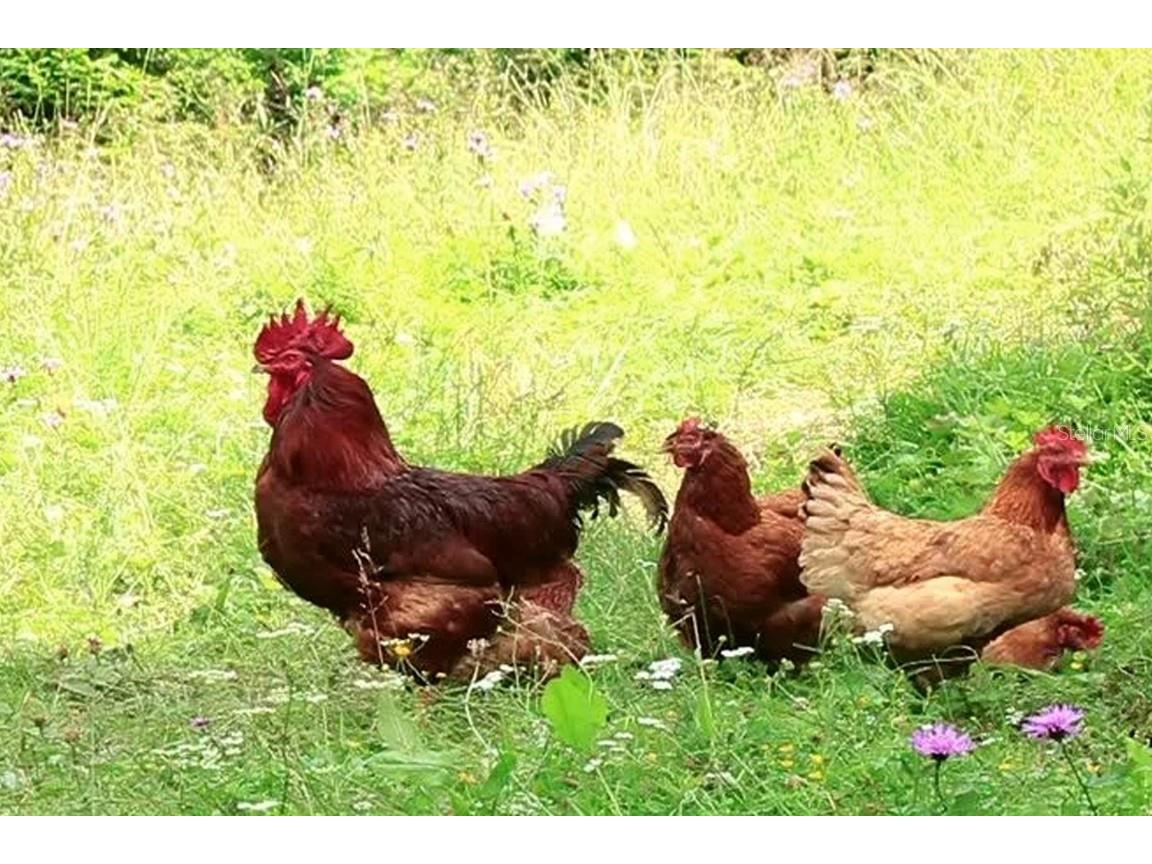 210 SE 1st Street Georgetown FL 32139 - LAKE GEORGE AND ST JOHNS RIVER O6352906 image10