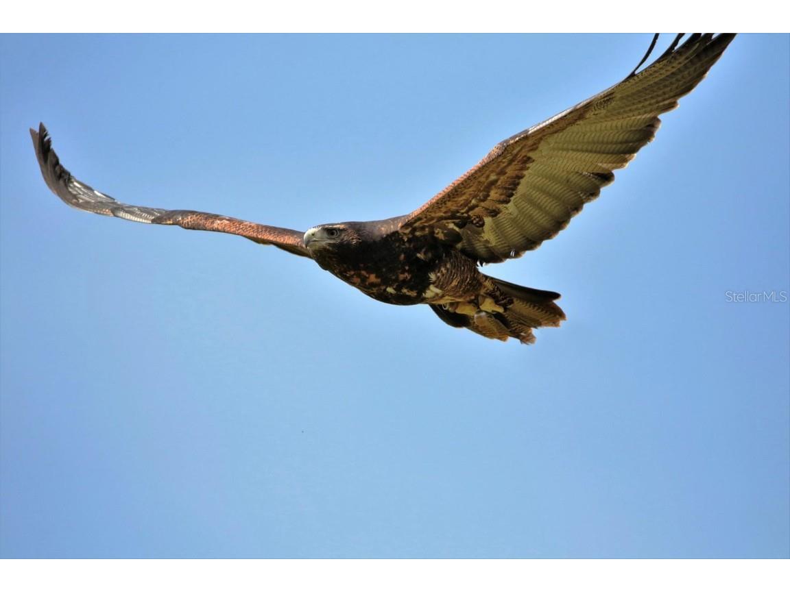 210 SE 1st Street Georgetown FL 32139 - LAKE GEORGE AND ST JOHNS RIVER O6352906 image17