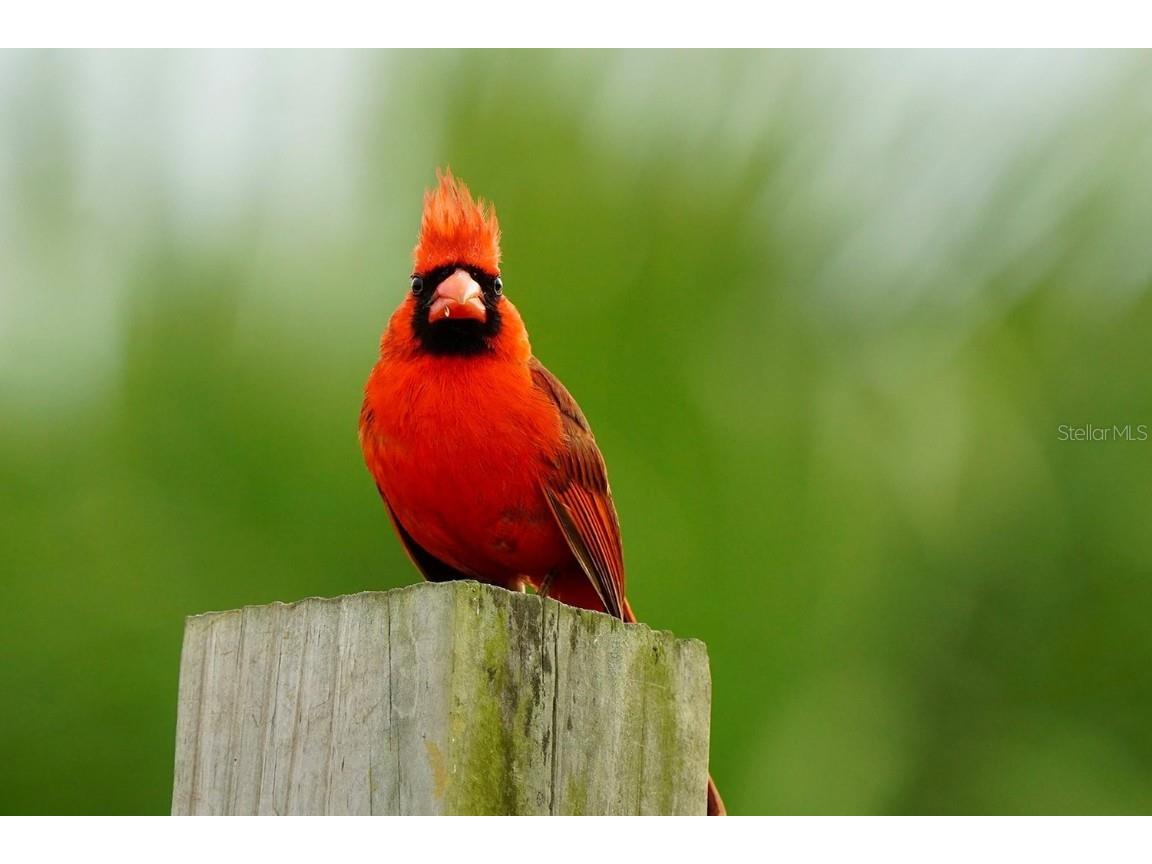 210 SE 1st Street Georgetown FL 32139 - LAKE GEORGE AND ST JOHNS RIVER O6352906 image7