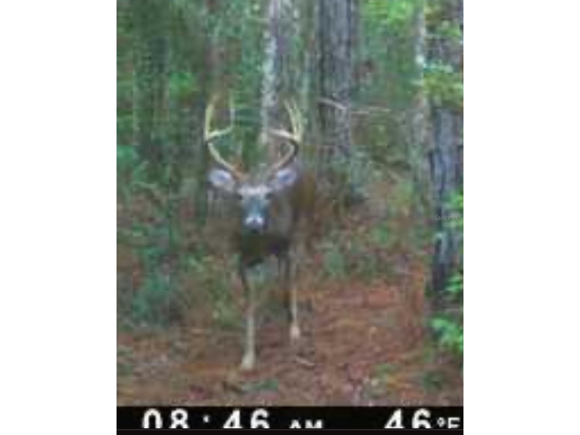 210 Tucker Springs Road Sopchoppy FL 32358 OM719437 image74