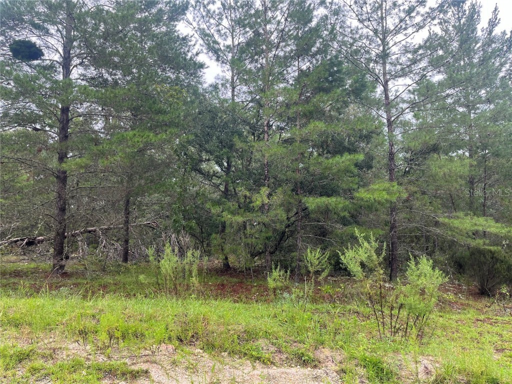 210 Wales Street Interlachen FL 32148 OK224502 image1