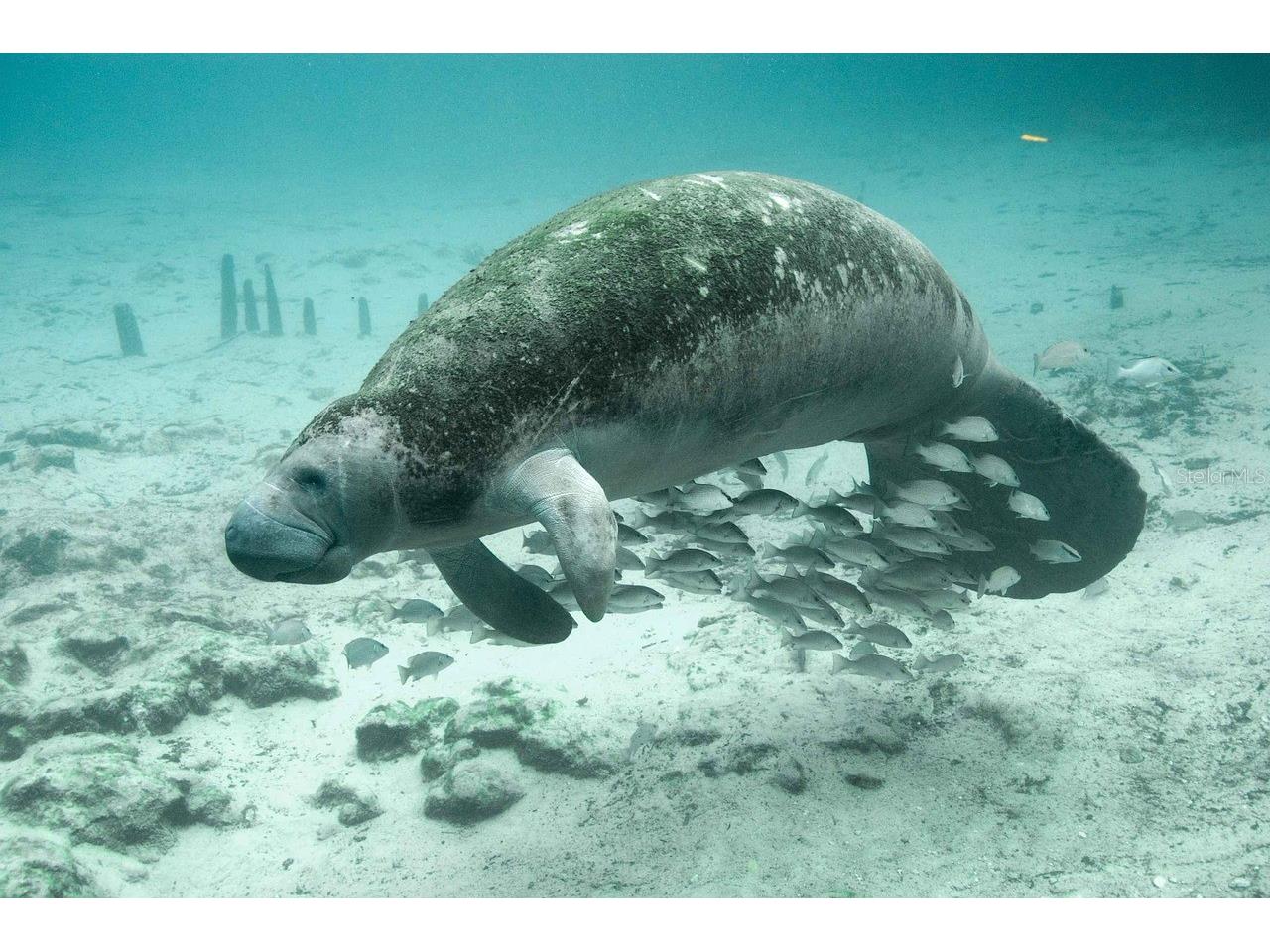 2101 SW Trafalgar Parkway Cape Coral FL 33991 - TRAFALGAR WATERWAY D6145491 image85