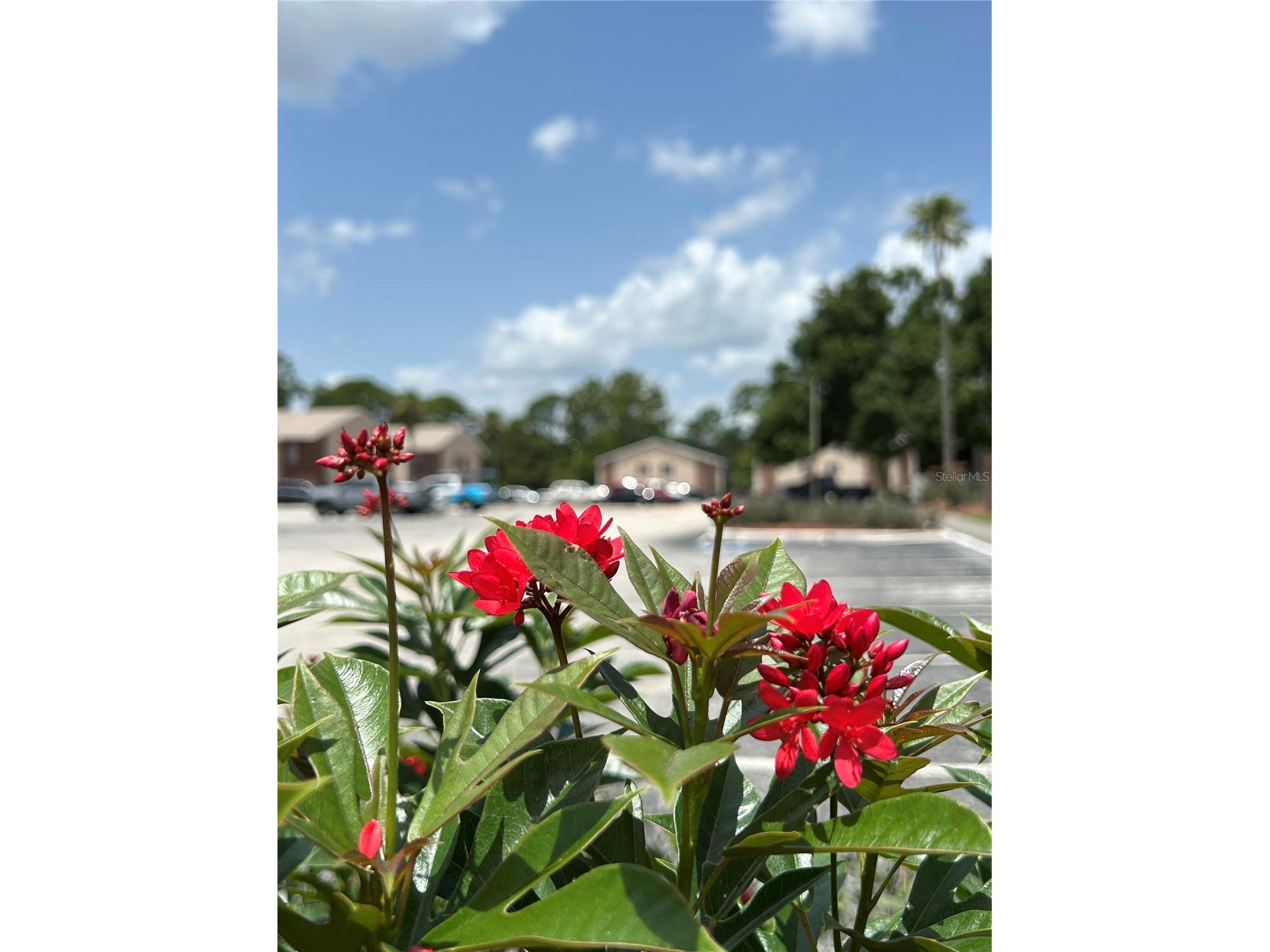 21027 Voyager Boulevard #7 Land O Lakes FL 34638 TB8527880 image23