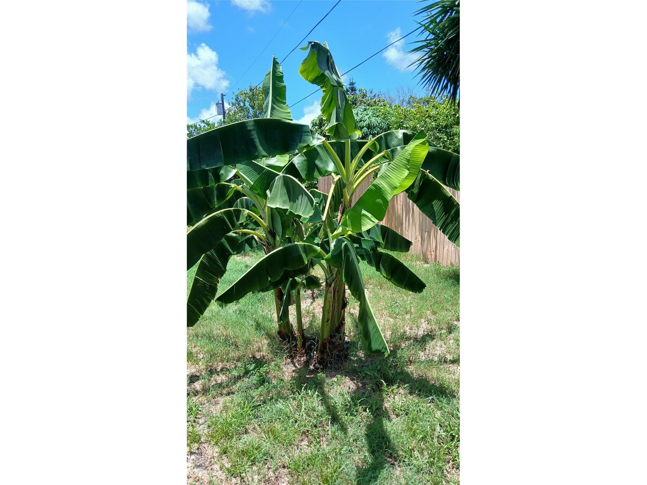2109 Shannon Drive Holiday FL 34690 TB8523552 image23