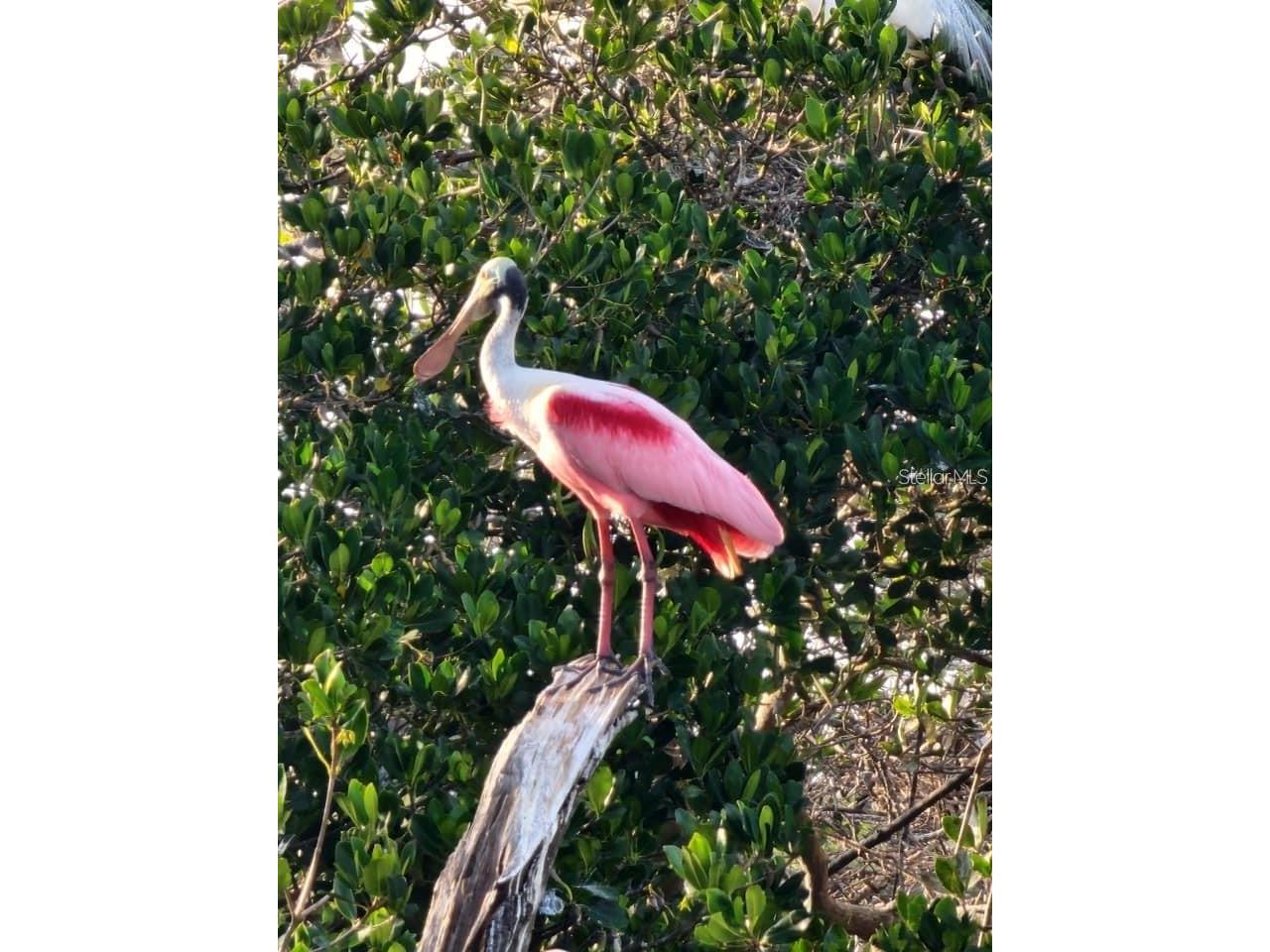 211 Rubens Drive #E Nokomis FL 34275 N6144444 image49