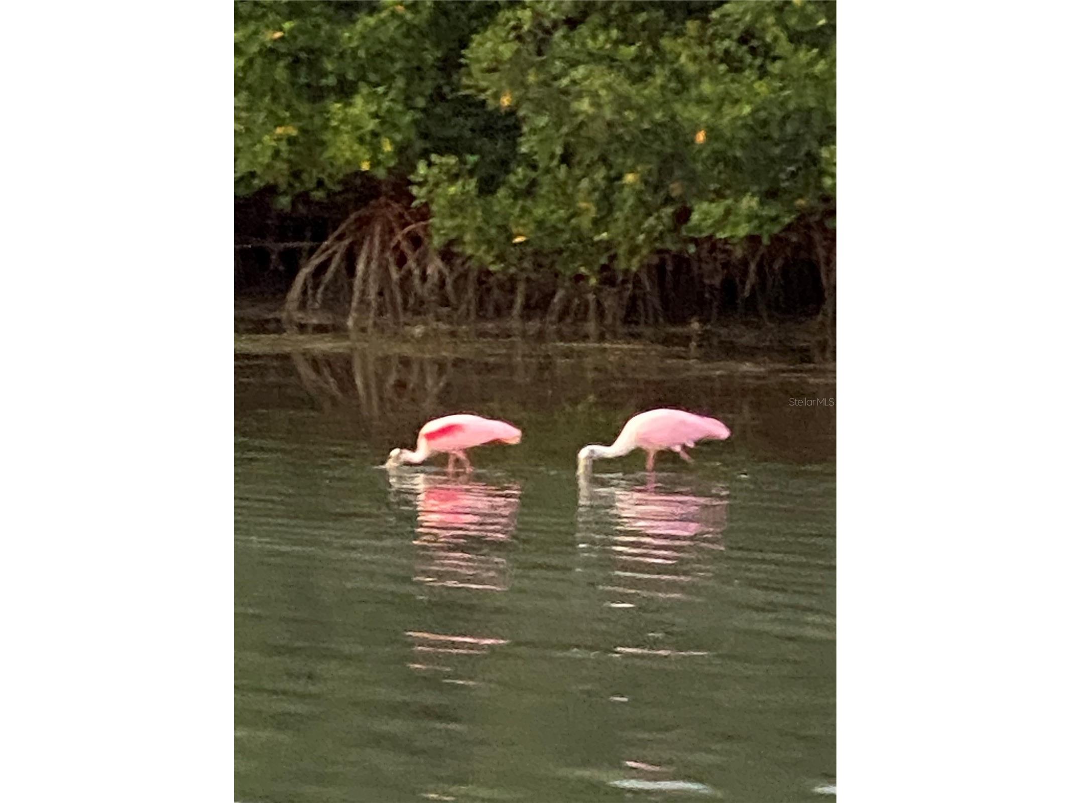 211 Rubens Drive #E Nokomis FL 34275 N6144444 image56