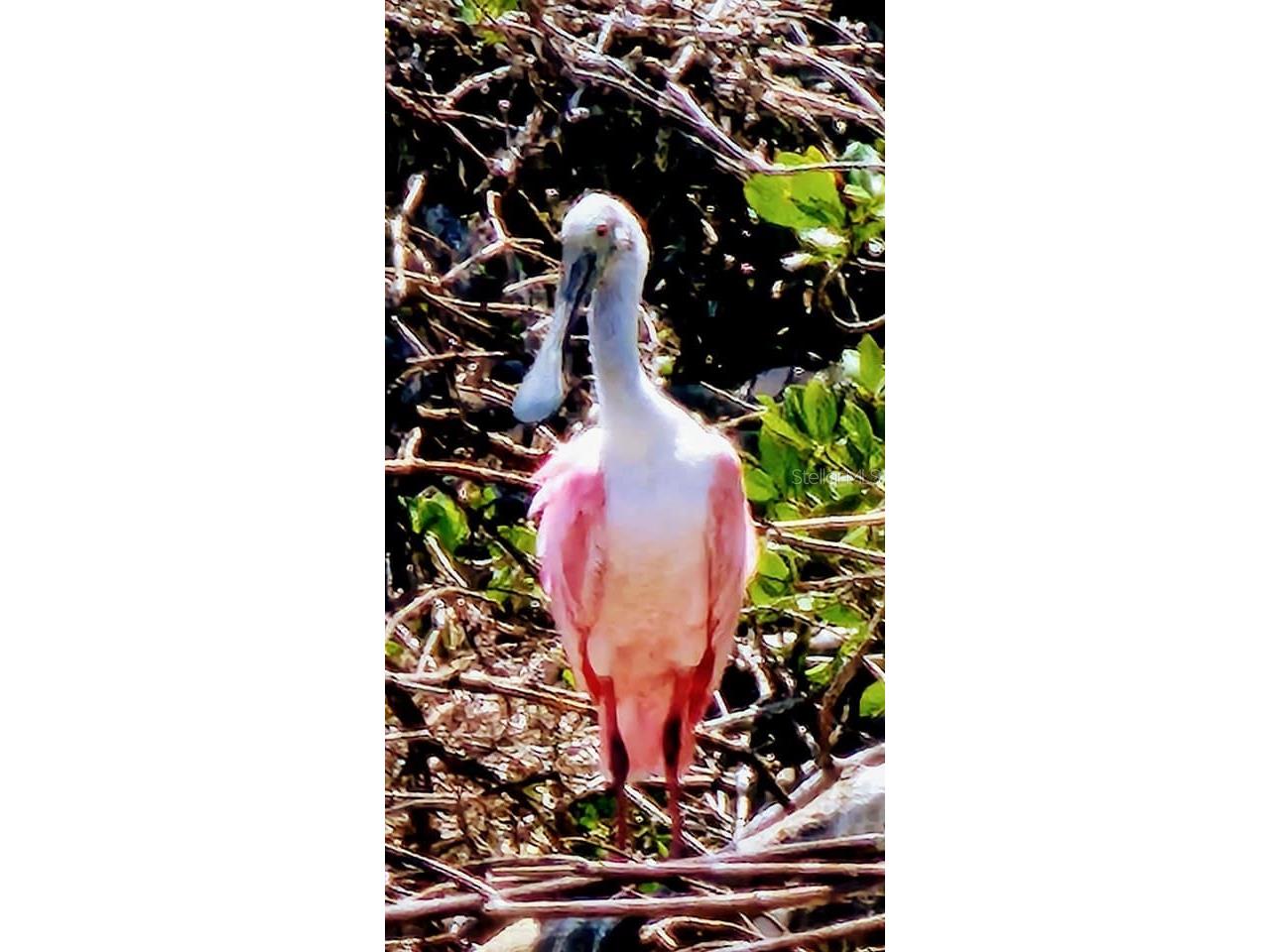 211 Rubens Drive #E Nokomis FL 34275 N6144444 image57
