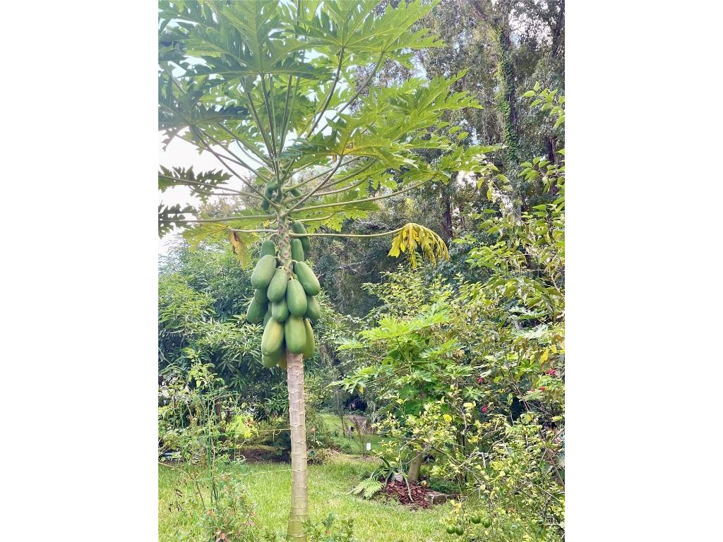 2111 Rocky Bluff Court Oviedo FL 32765 O6341387 image37