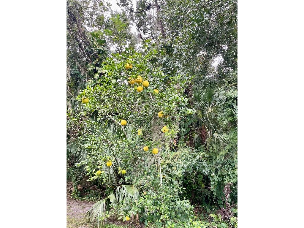 2111 Rocky Bluff Court Oviedo FL 32765 O6341387 image40