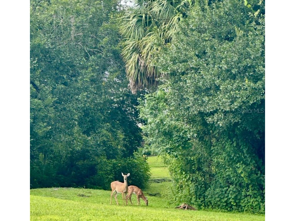 2111 Rocky Bluff Court Oviedo FL 32765 O6341387 image41