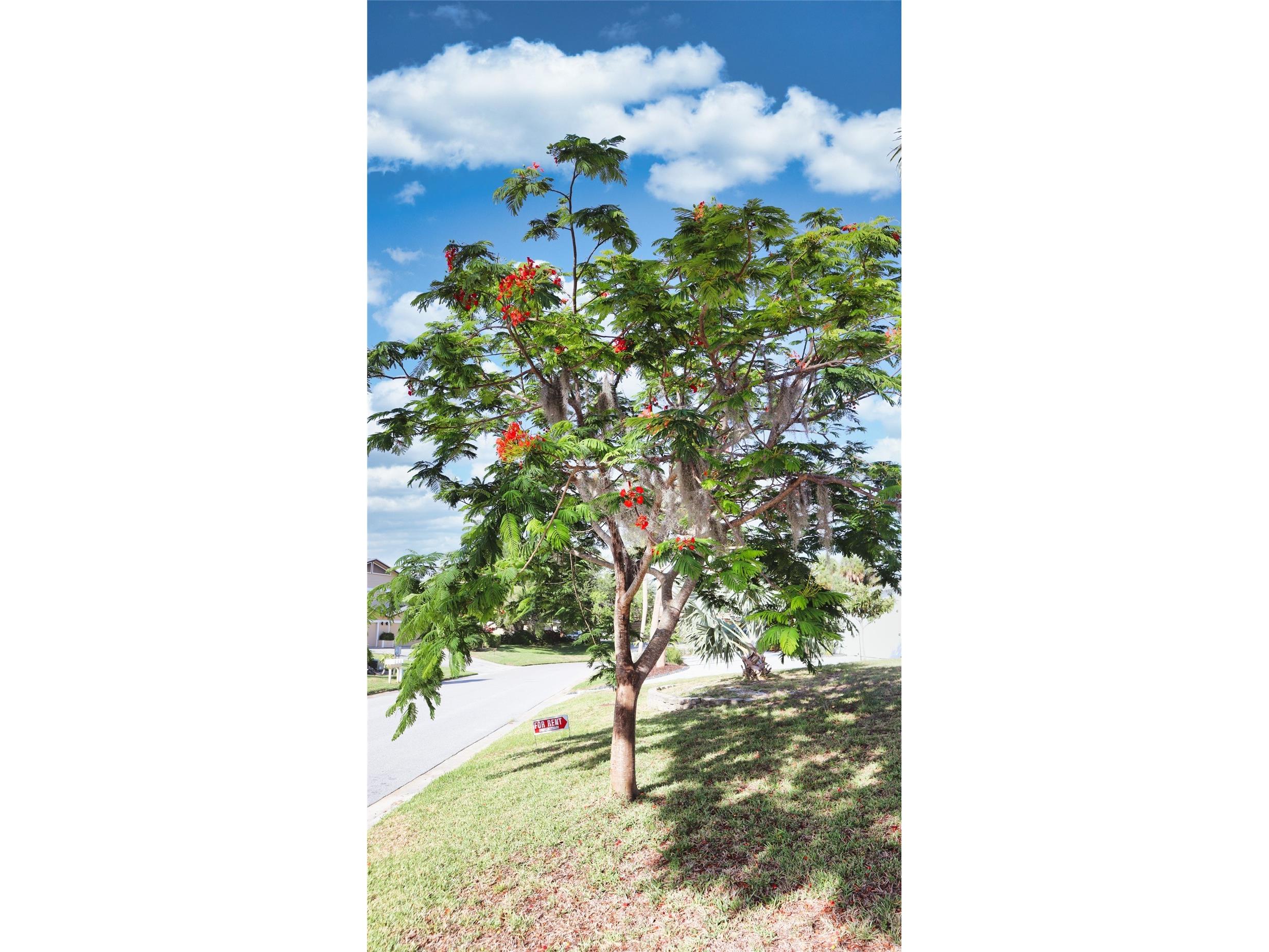 2118 Michele Drive Sarasota FL 34231 N6143453 image66