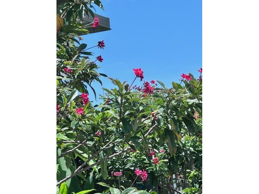 2119 Lullaby Drive Holiday FL 34691 TB8395833 image33