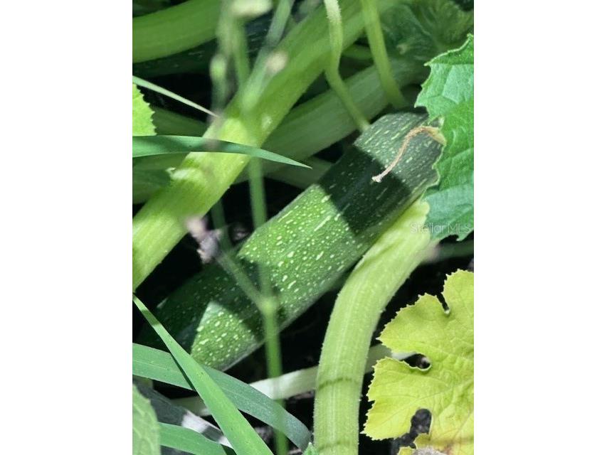 2119 Lullaby Drive Holiday FL 34691 TB8395833 image35