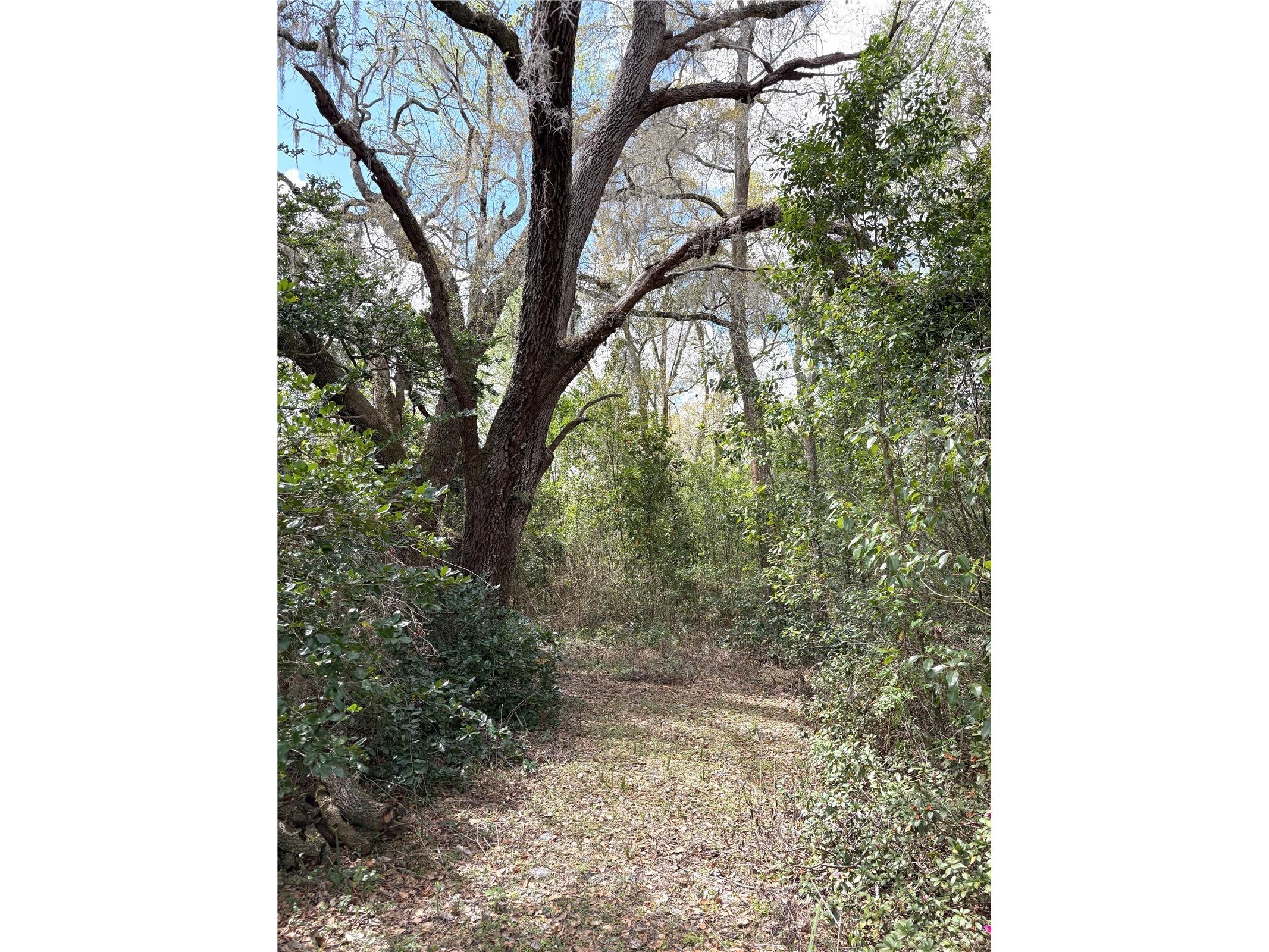 21249 Durden Road Dade City FL 33523 TB8484338 image15