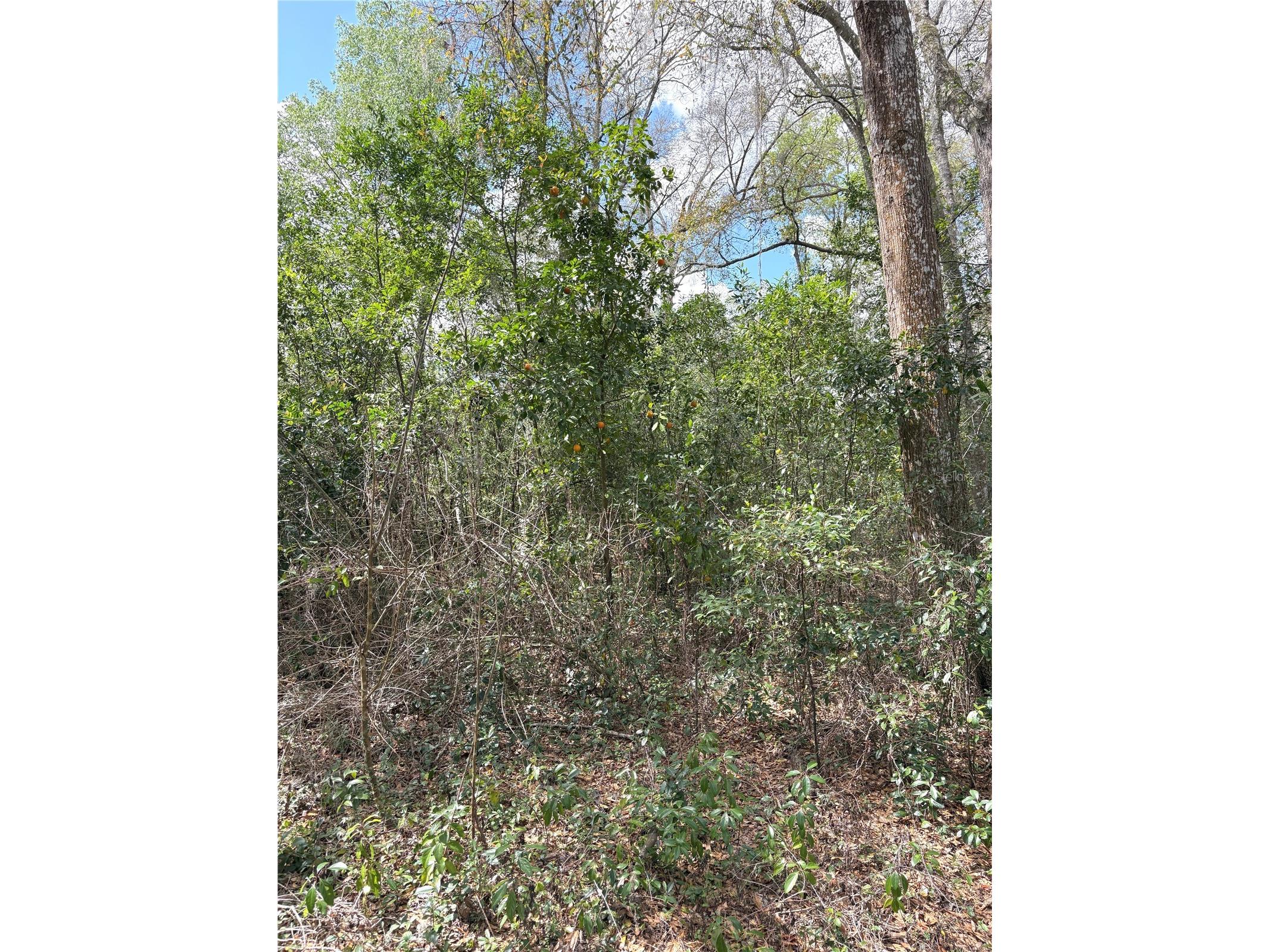 21249 Durden Road Dade City FL 33523 TB8485304 image16