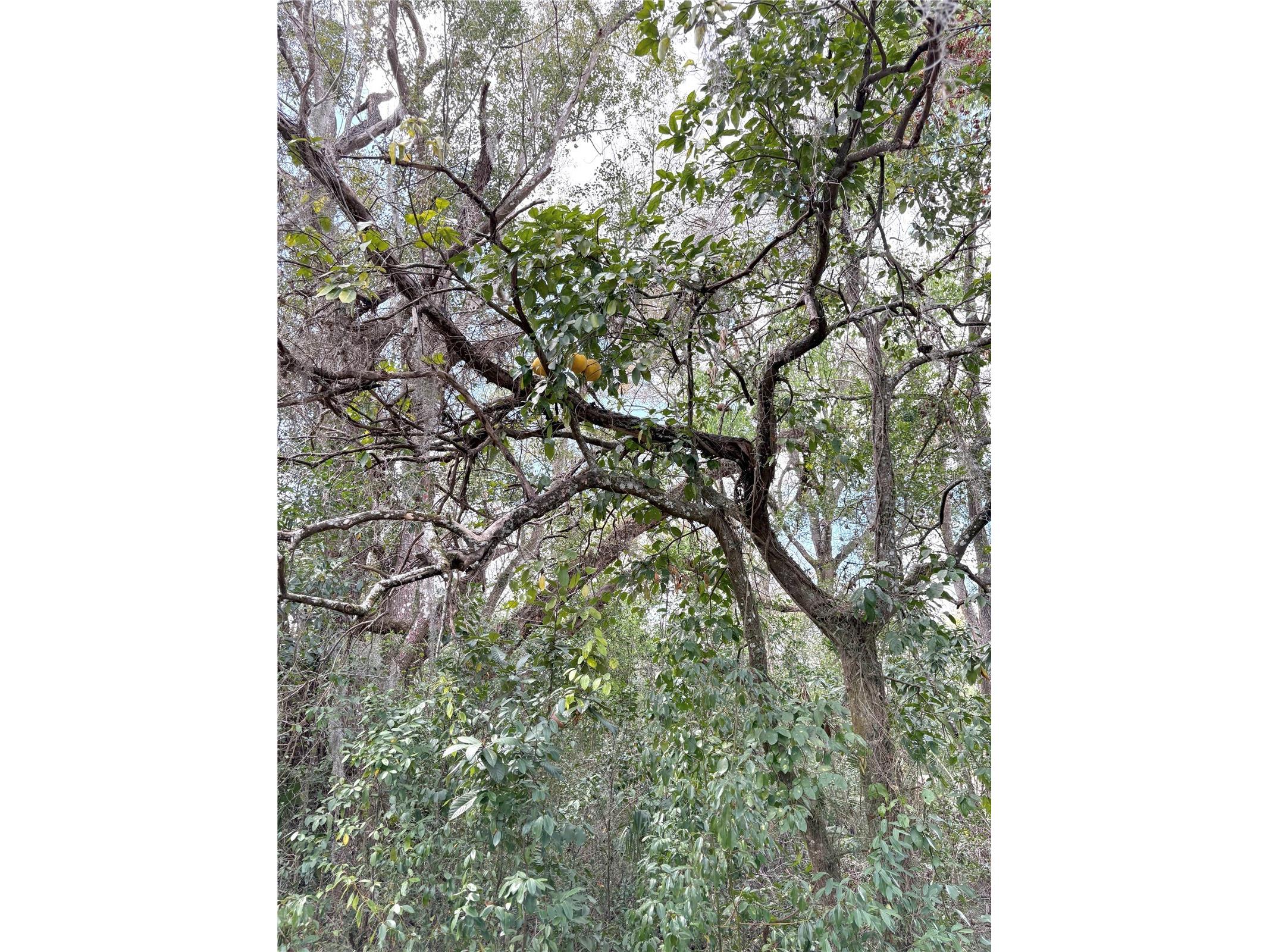 21249 Durden Road Dade City FL 33523 TB8485304 image17