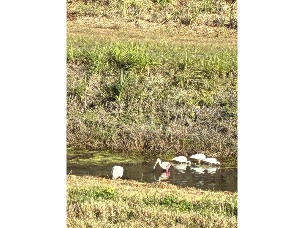 213 Venice Palms Boulevard Venice FL 34292 - BLACKBURN CANAL N6142245 image22