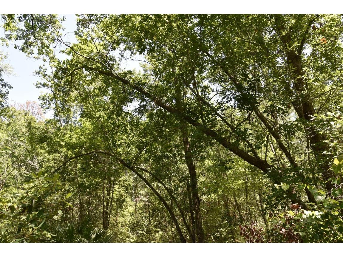 21312 NE 69th Place Melrose FL 32666 OM701974 image11