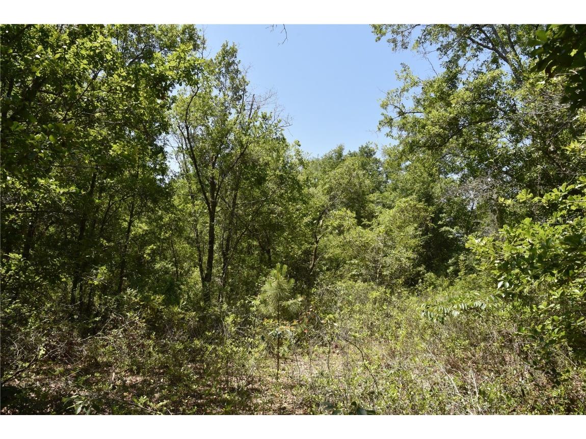 21312 NE 69th Place Melrose FL 32666 OM701974 image12