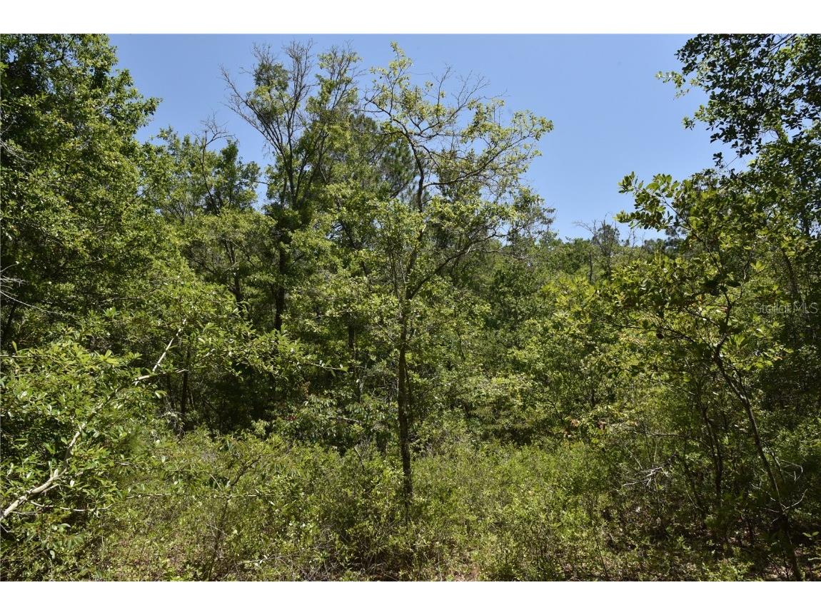 21312 NE 69th Place Melrose FL 32666 OM701974 image13