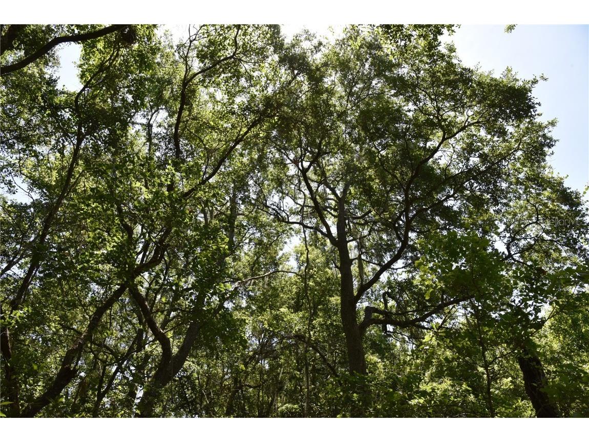 21312 NE 69th Place Melrose FL 32666 OM701974 image14