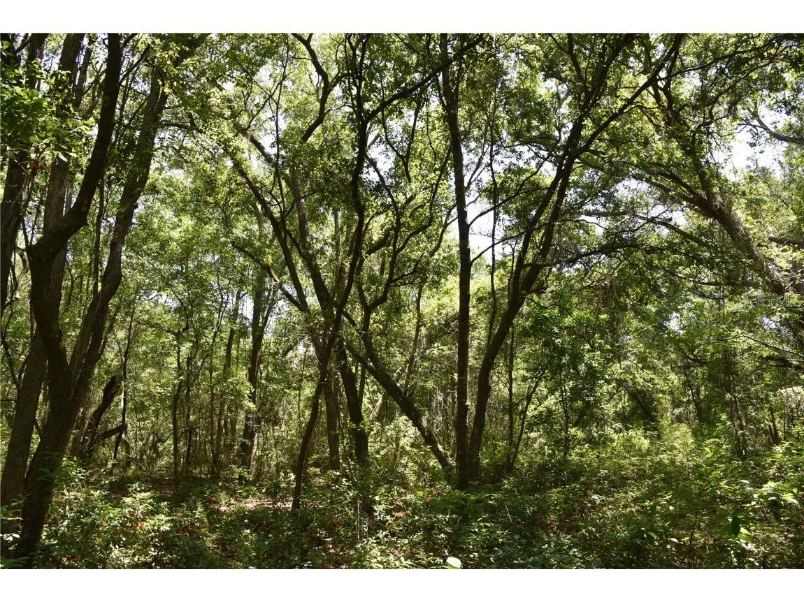 21312 NE 69th Place Melrose FL 32666 OM701974 image15