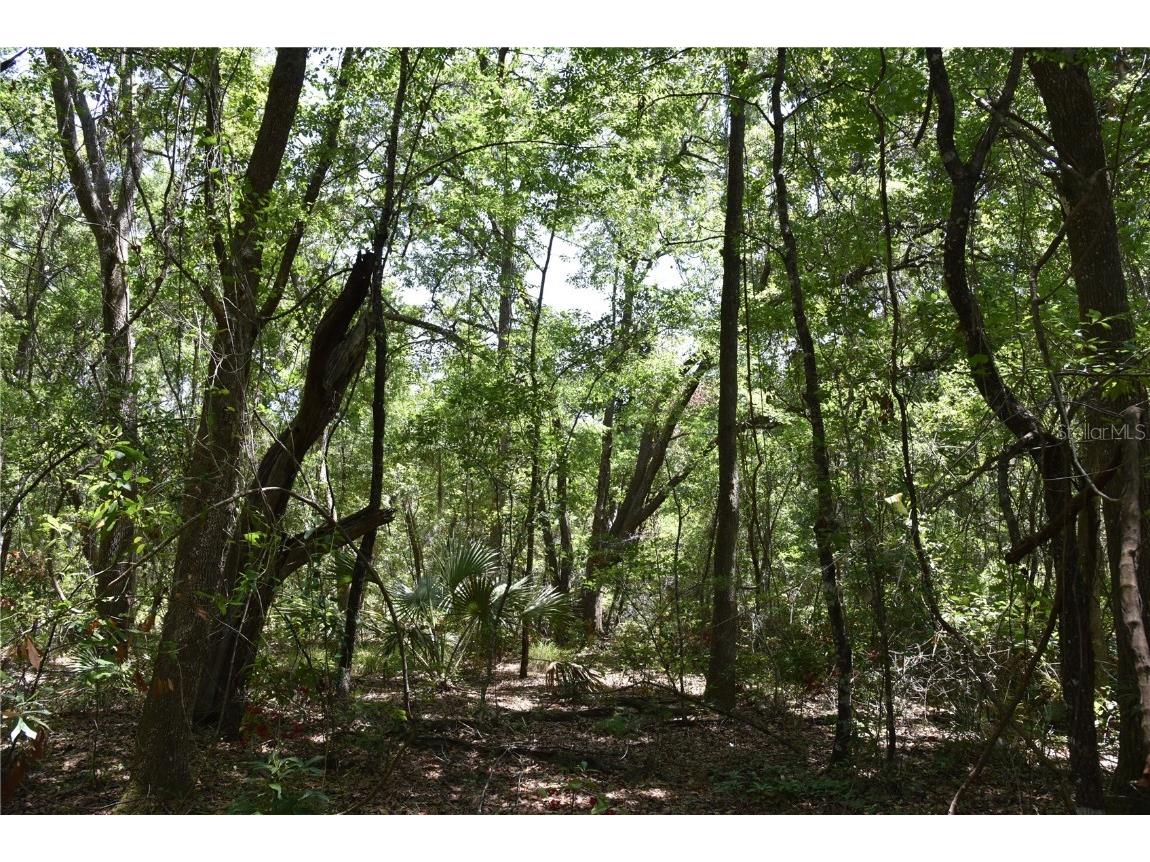 21312 NE 69th Place Melrose FL 32666 OM701974 image16