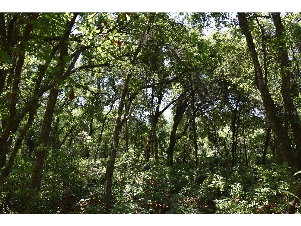 21312 NE 69th Place Melrose FL 32666 OM701974 image17