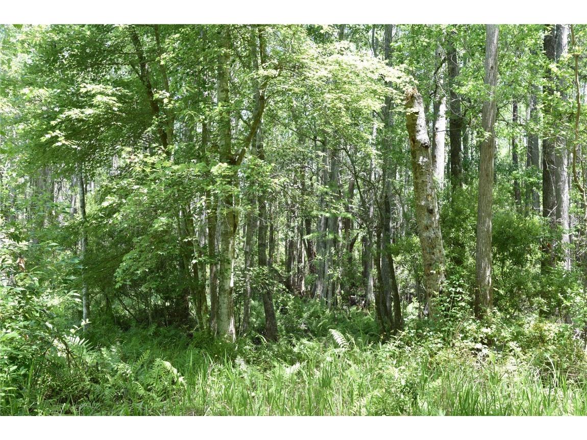 21312 NE 69th Place Melrose FL 32666 OM701974 image19