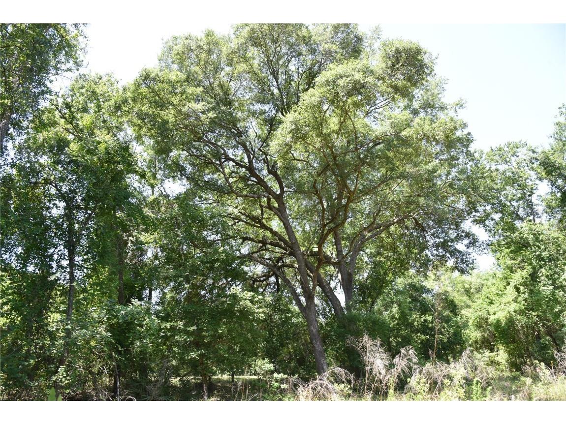 21312 NE 69th Place Melrose FL 32666 OM701974 image2