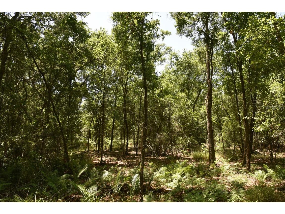 21312 NE 69th Place Melrose FL 32666 OM701974 image20