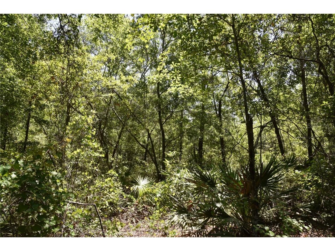 21312 NE 69th Place Melrose FL 32666 OM701974 image21