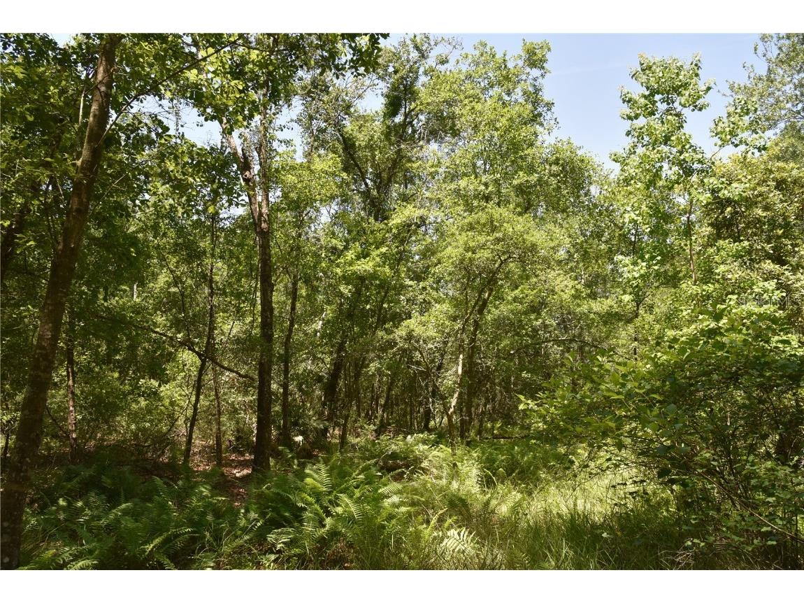 21312 NE 69th Place Melrose FL 32666 OM701974 image22