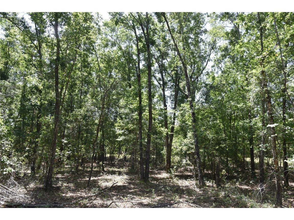 21312 NE 69th Place Melrose FL 32666 OM701974 image24