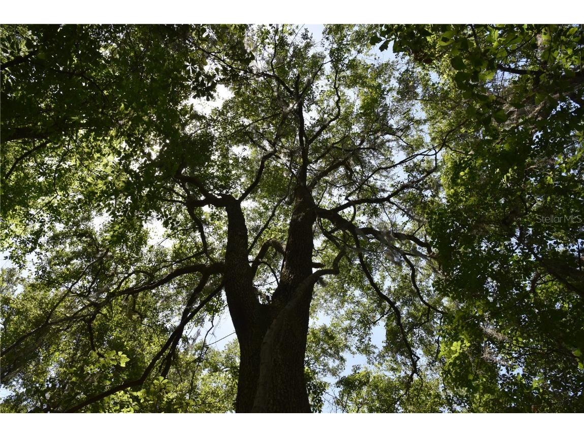 21312 NE 69th Place Melrose FL 32666 OM701974 image9