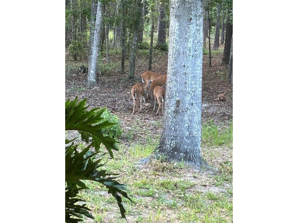 21329 SE 111th Avenue Hawthorne FL 32640 - LAKE JEFFORDS GC531741 image13