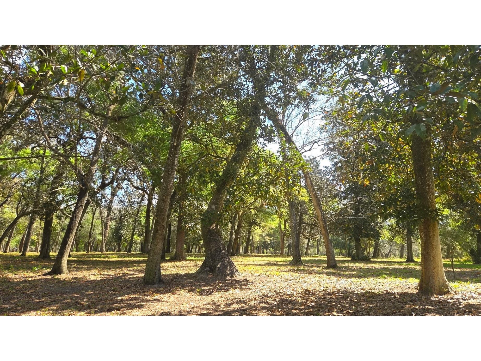 2140 St Johns River Road Astor FL 32102 V4948899 image10
