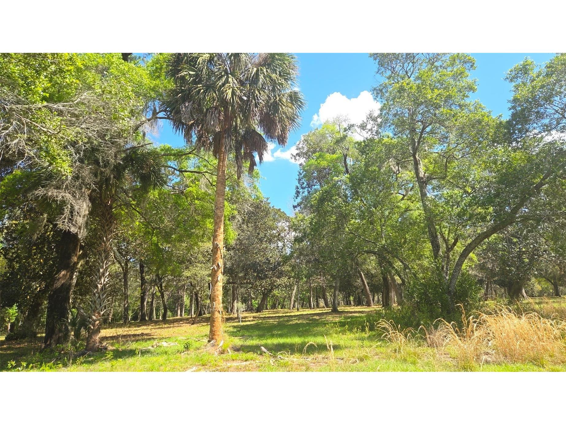 2140 St Johns River Road Astor FL 32102 V4948899 image11
