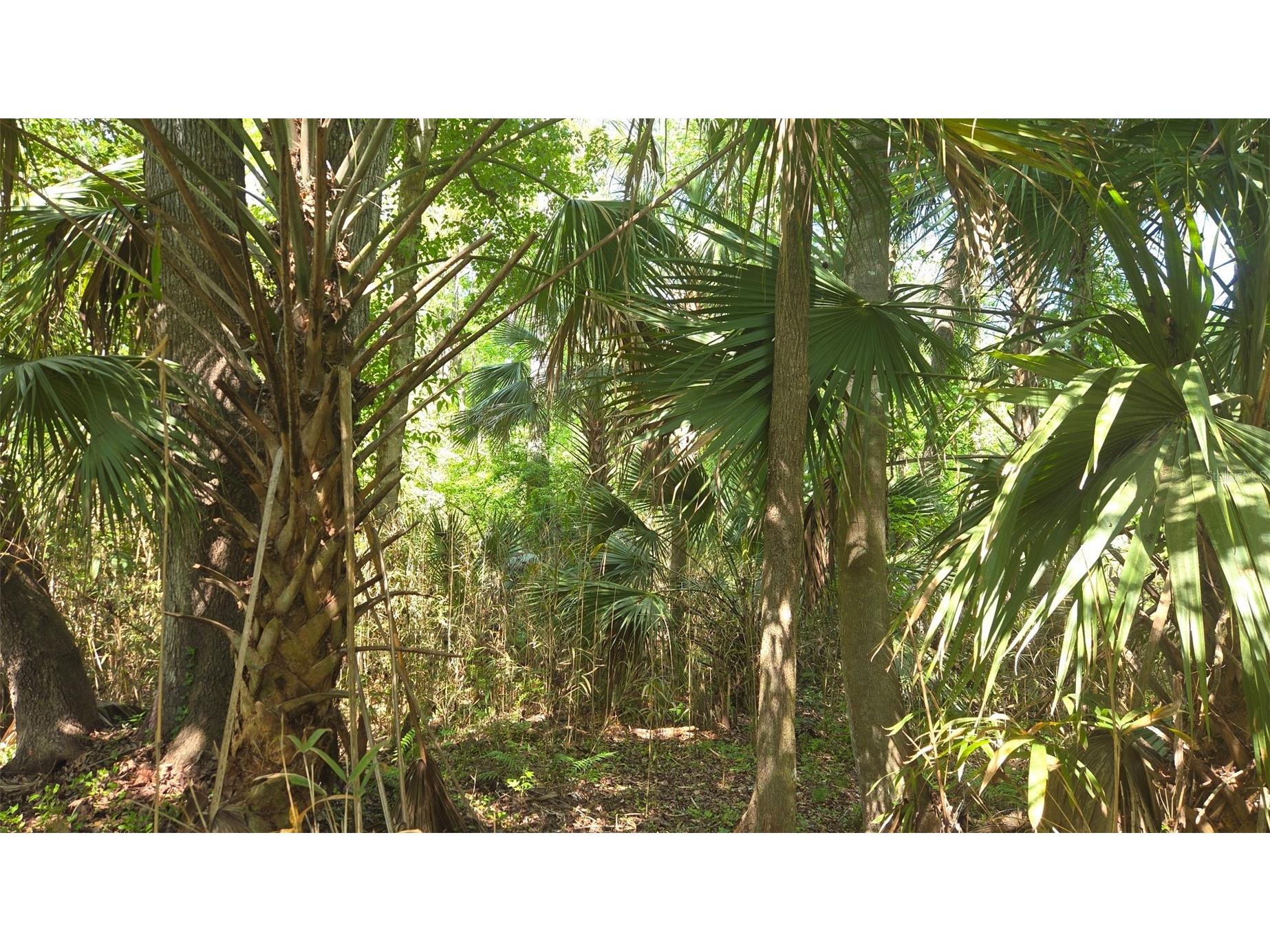 2140 St Johns River Road Astor FL 32102 V4948899 image3