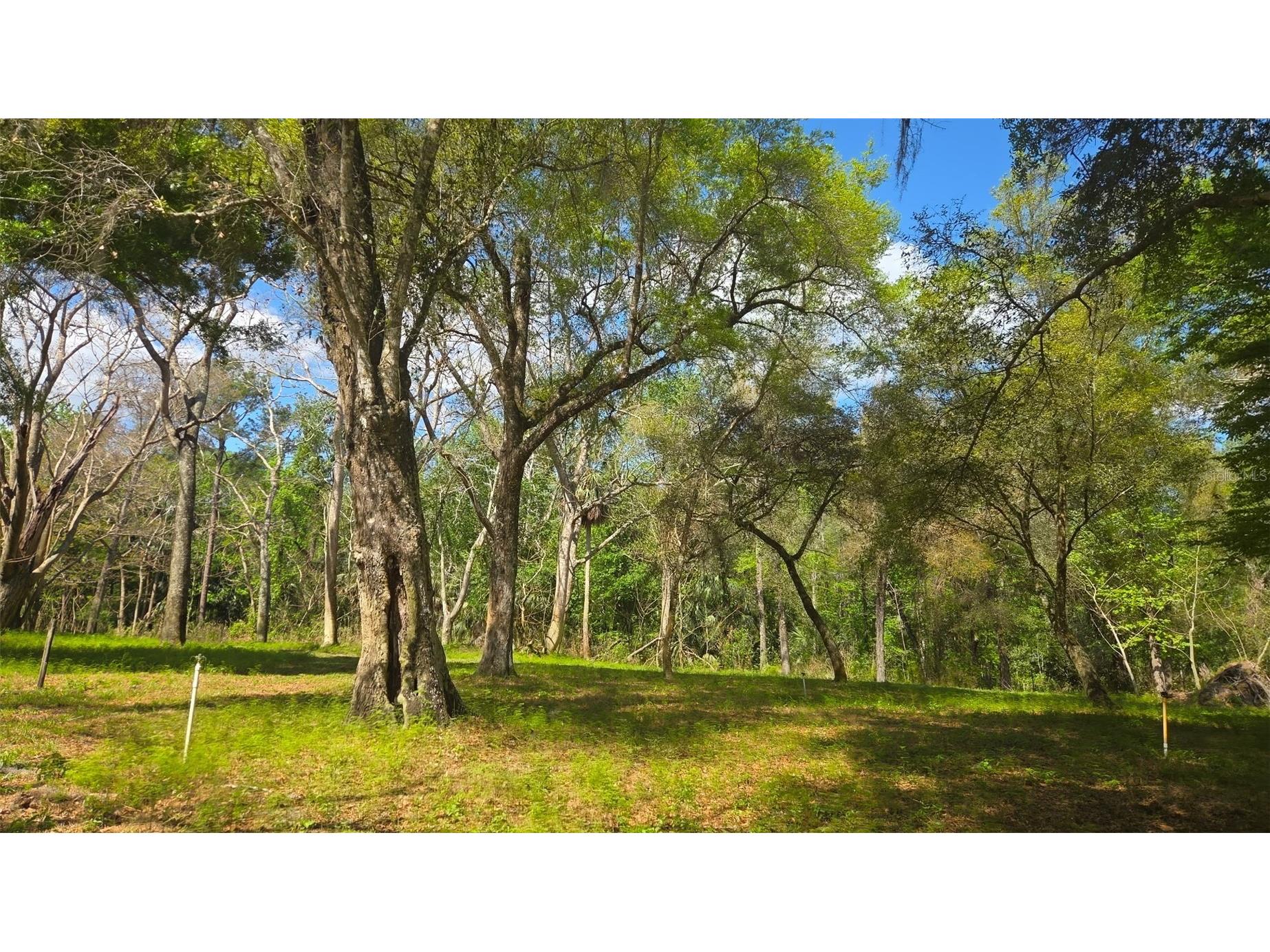 2140 St Johns River Road Astor FL 32102 V4948899 image4