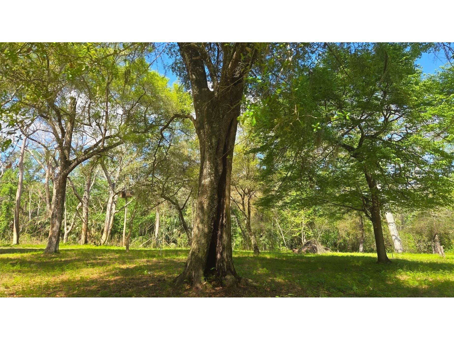 2140 St Johns River Road Astor FL 32102 V4948899 image5