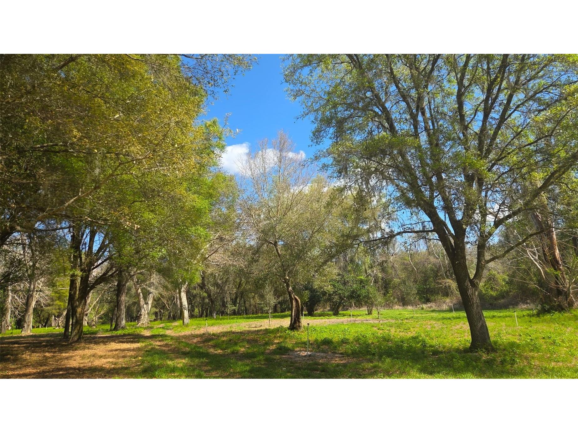 2140 St Johns River Road Astor FL 32102 V4948899 image6