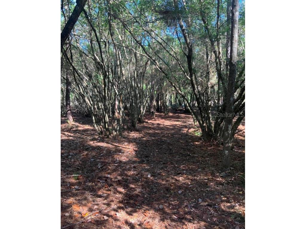 21426 NE 51st Avenue Earleton FL 32631 - Lake Elizabeth A4668679 image10