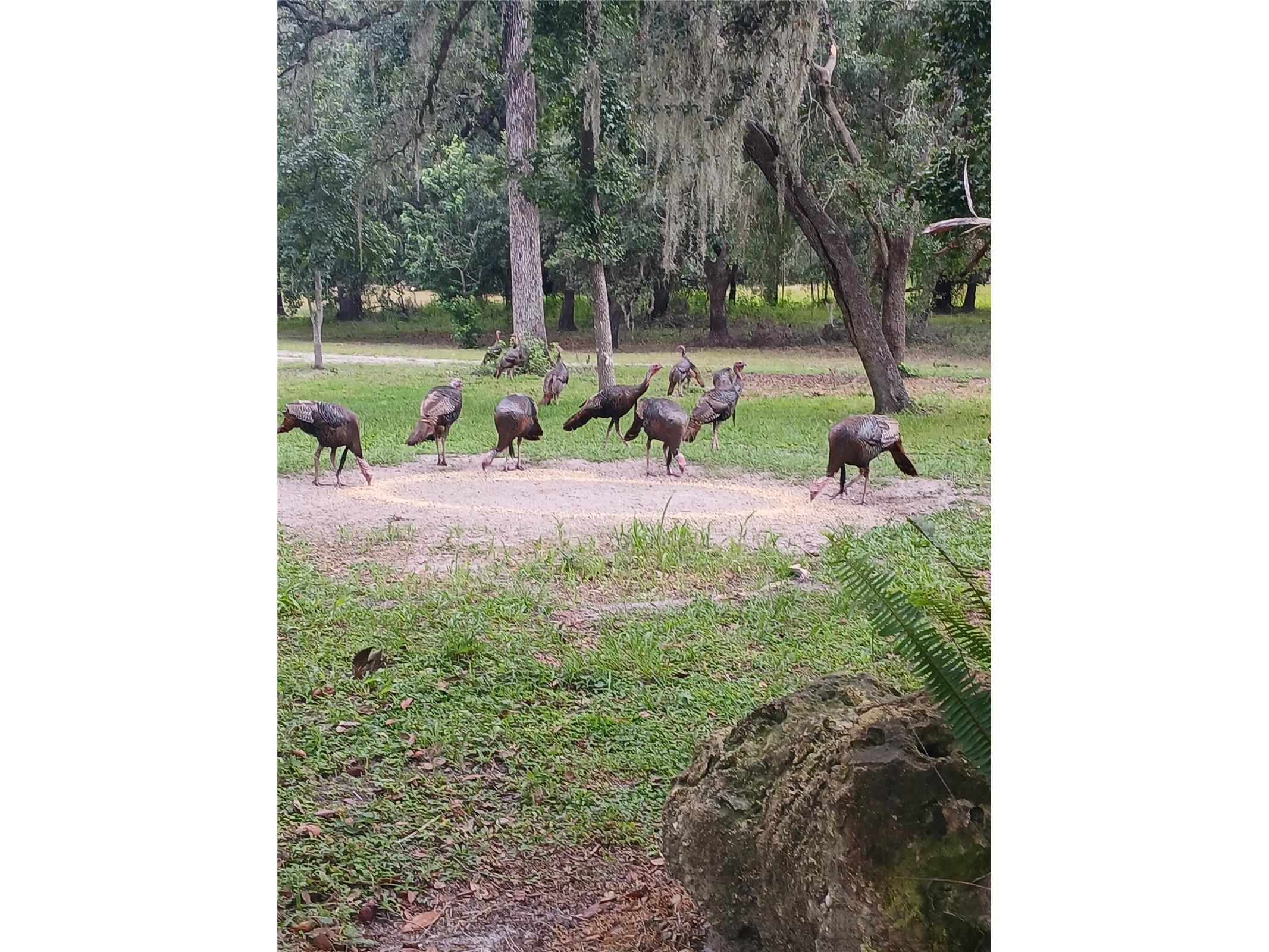 21451 Us Highway 98 Dade City FL 33523 TB8401807 image52